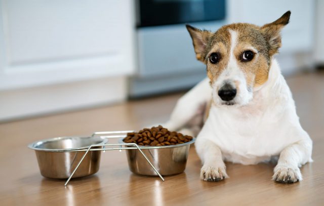 7 Best Dog Foods for Urinary Tract Health – 2026