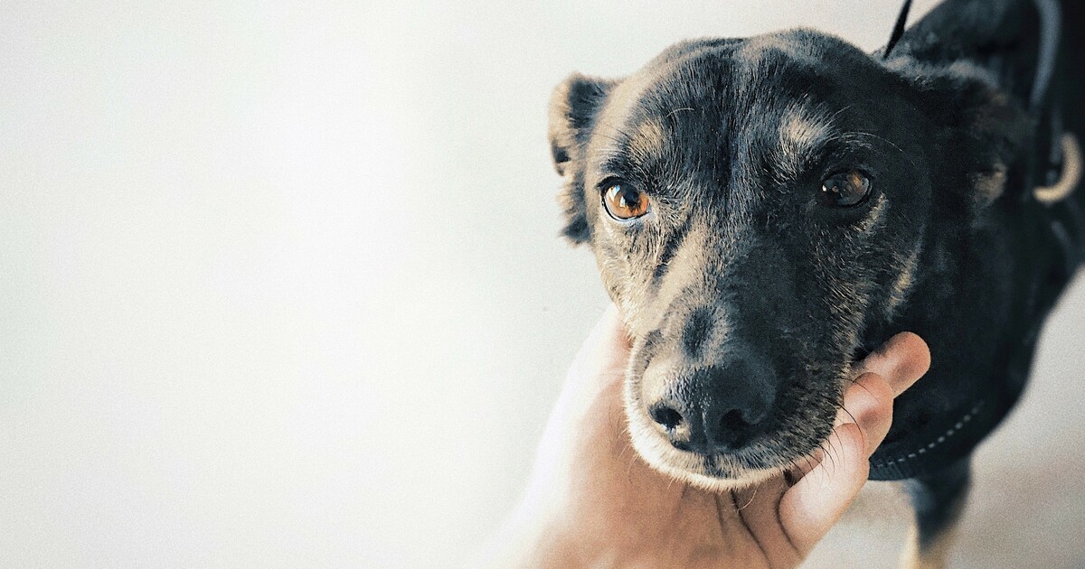 7 Best Eye Supplements for Dogs