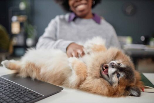 7 Best Foods for Dogs with Acid Reflux (2026)