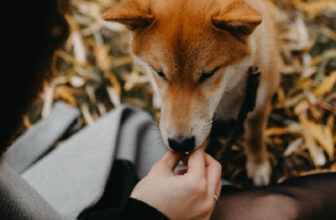 7 Best Pill Pockets for Dogs