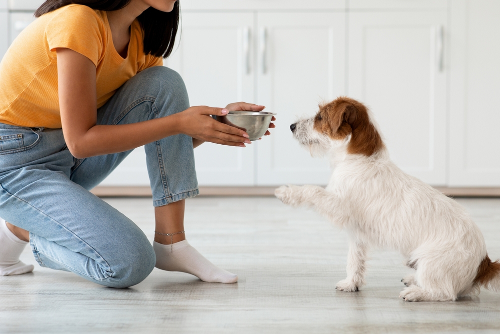 7 Best Prebiotics for Dogs [2026]