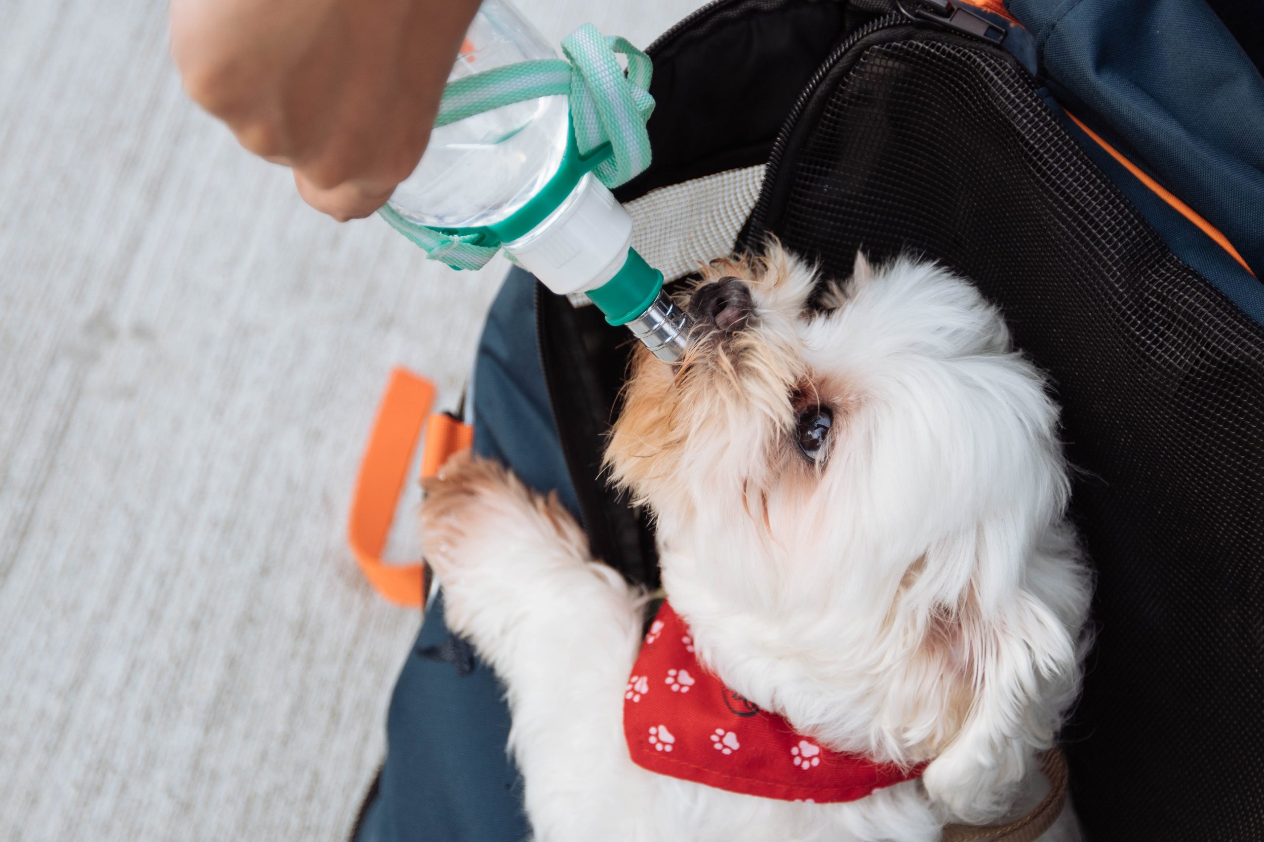 7 Best Water Bottles for Dogs