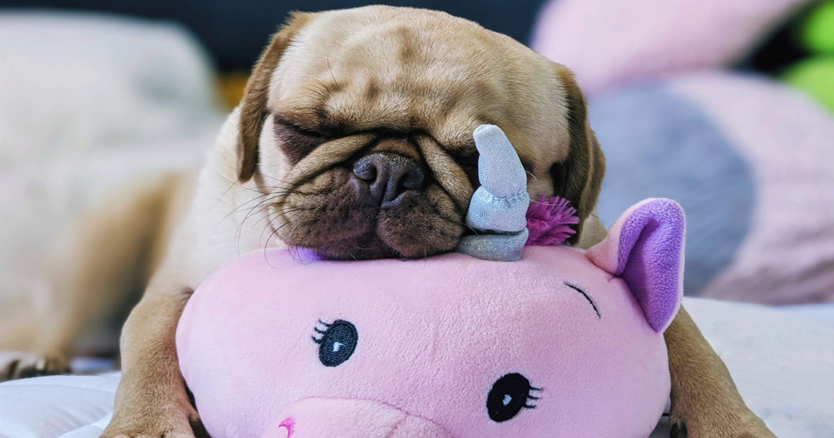 9 Best Heartbeat Puppy Toy Products To Comfort Canines