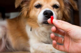 A Little Trick Pet Owners Are Using To Save BIG on Pet Prescriptions at Regular Pharmacies