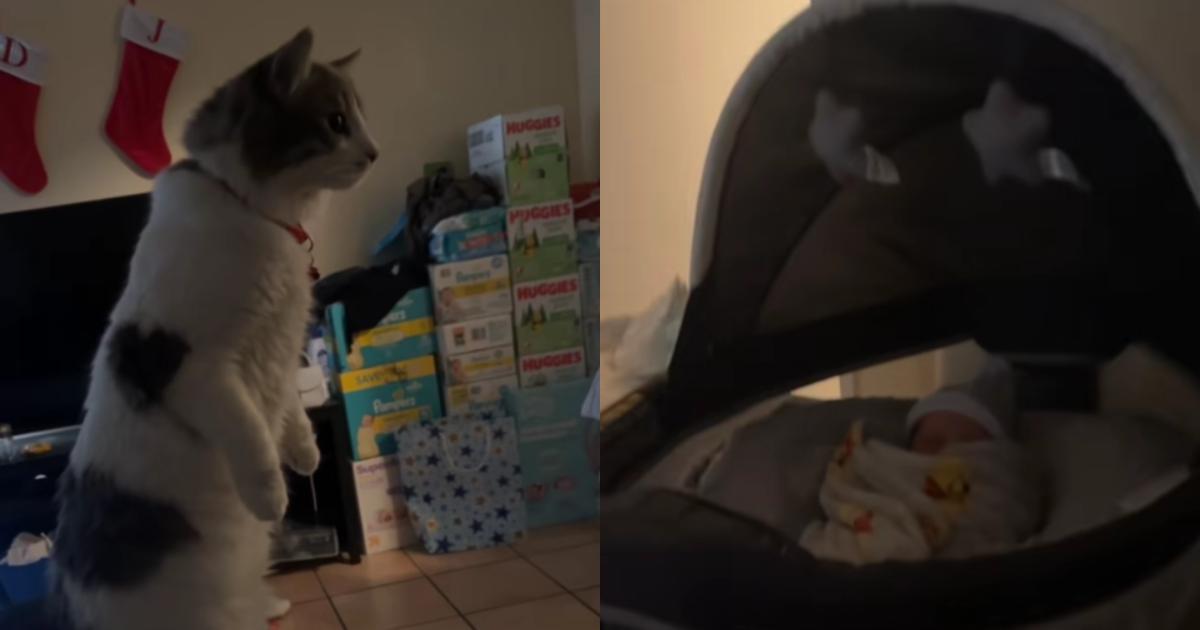 A Soft Pause, a Curious Cat, and a Brand-New Baby