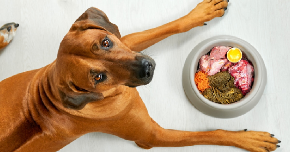 Ask A Vet: How Do I Know If My Dog Has A Food Allergy?