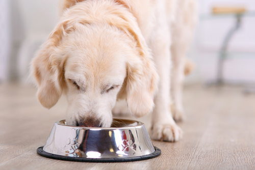 Ask A Vet: How Do I Pick A Good Dog Food? Ask A Vet: How Do I Pick A Good Dog Food?
