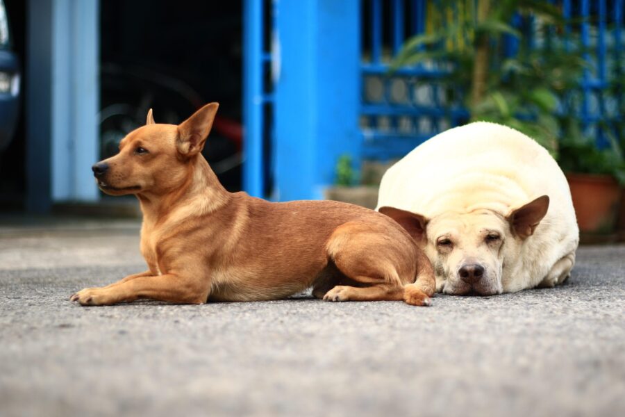 Body Condition, Weight Management, and Healthy Dog Diets