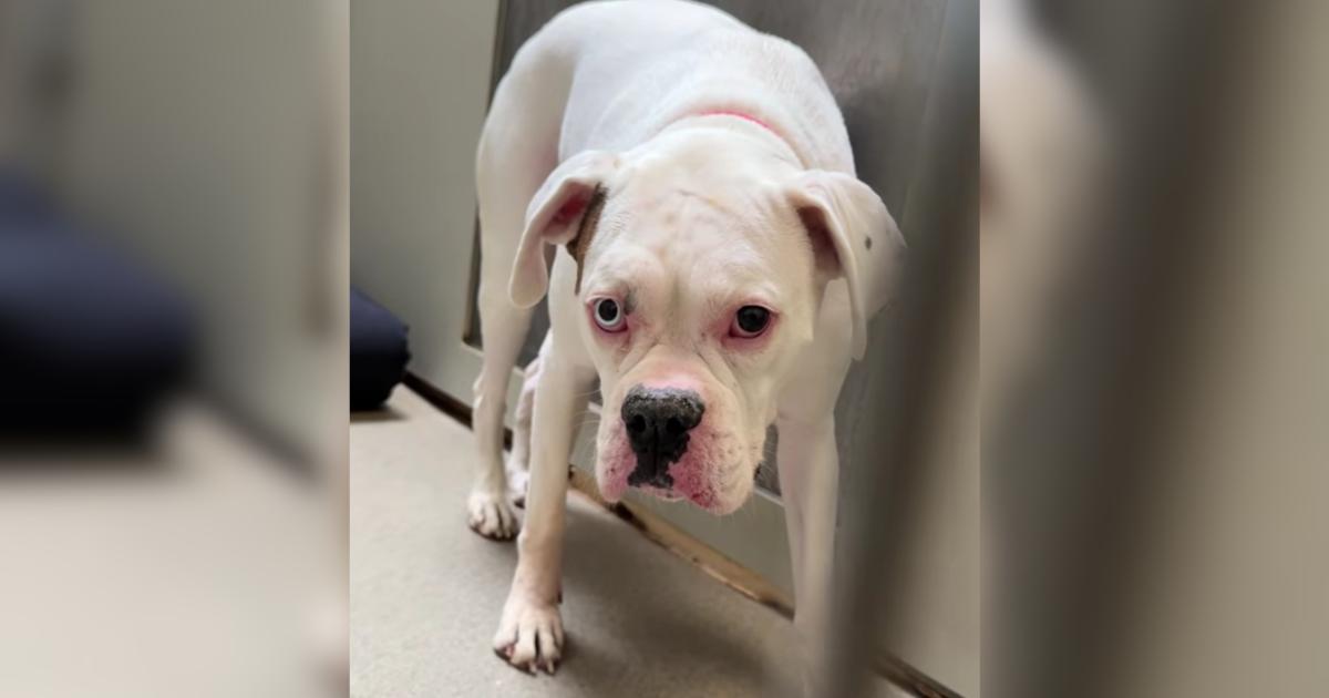 Boxer Siblings Find Unexpected Second Chance Through Emotional Farm Reunion