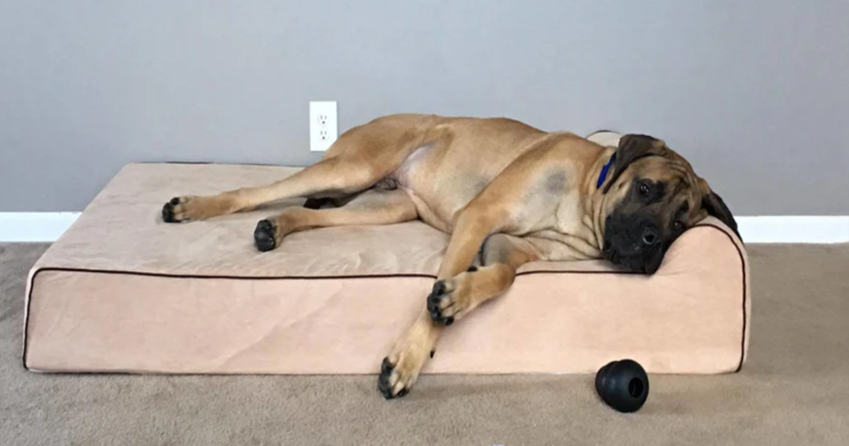 Bully Beds Dog Bed Review: Elevate Your Dog’s Comfort To New Heights!