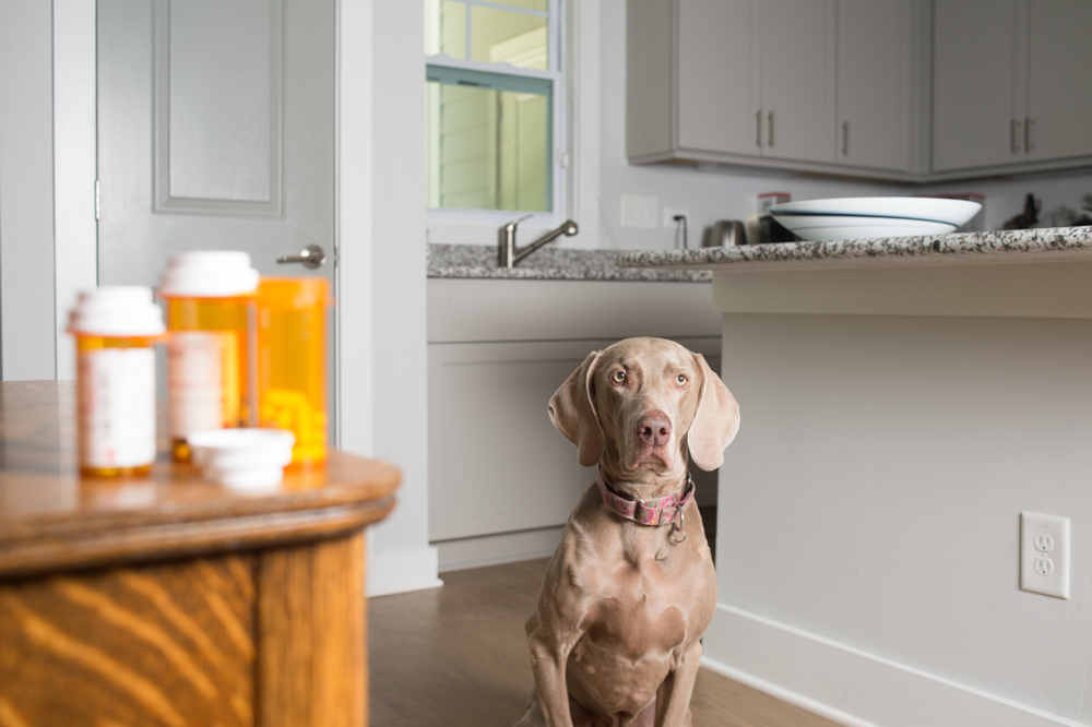Buprenorphine Coupon for Pets [2026]