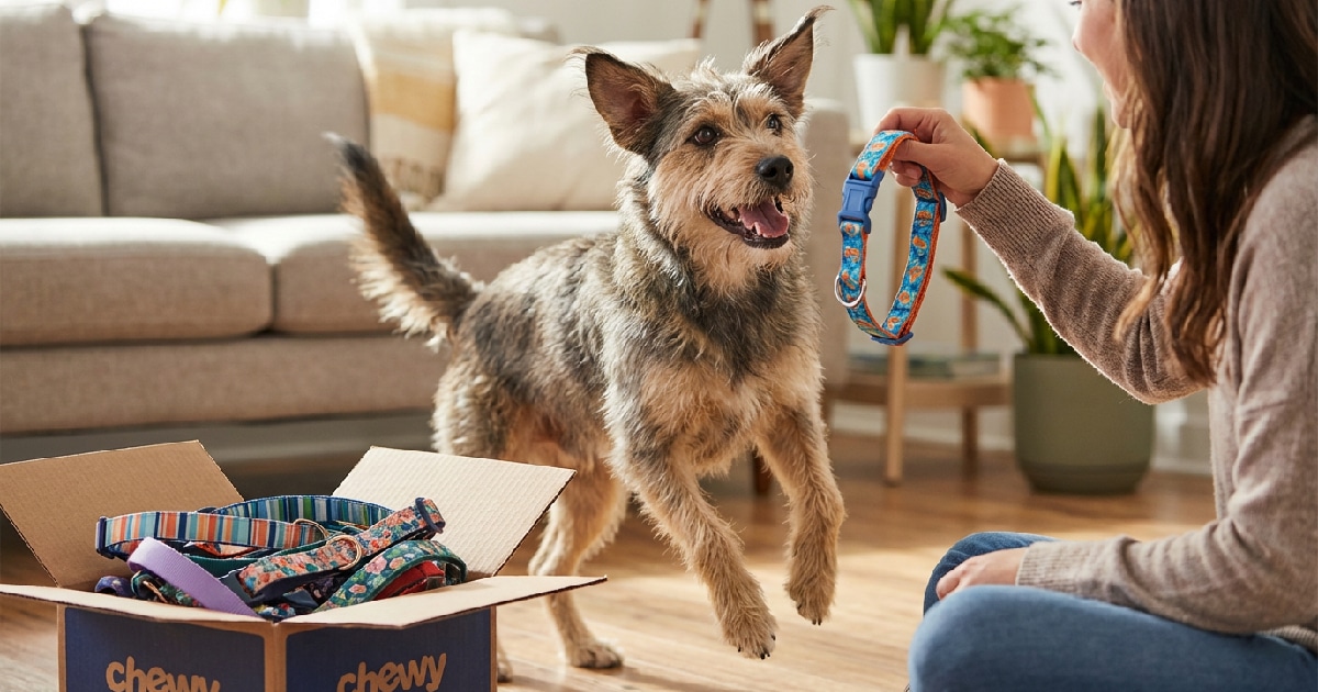 Check Out Chewy’s Cutest Dog Collars for Fun & Function