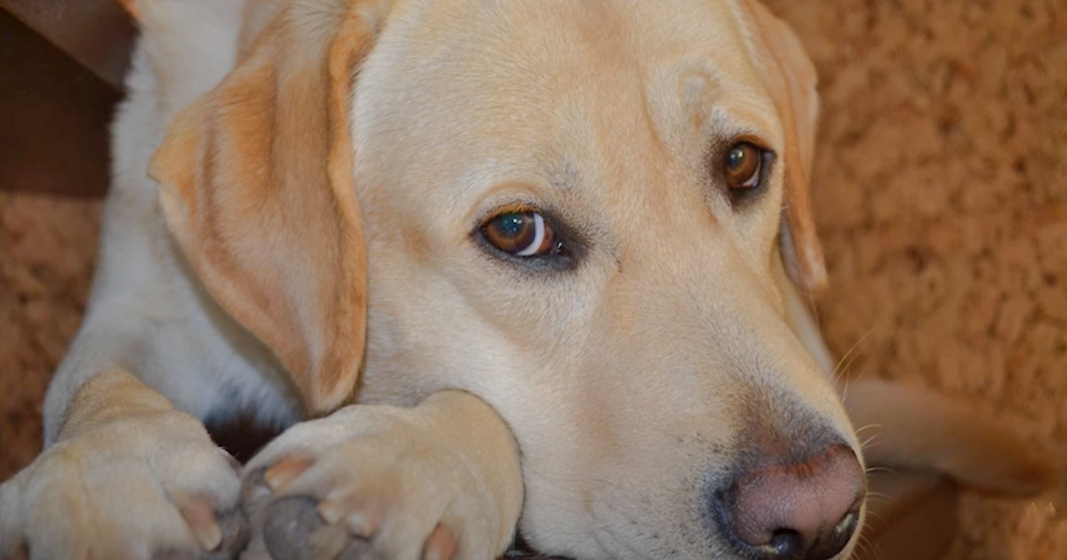 Guy Scolded Old Dog Before Work, Arrived Home & Wept Into His Hands