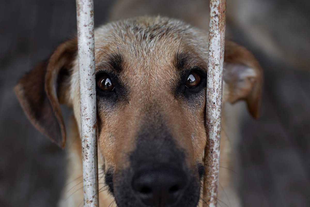 Italy Says Enough: Animal Cruelty Now Punishable by Prison!