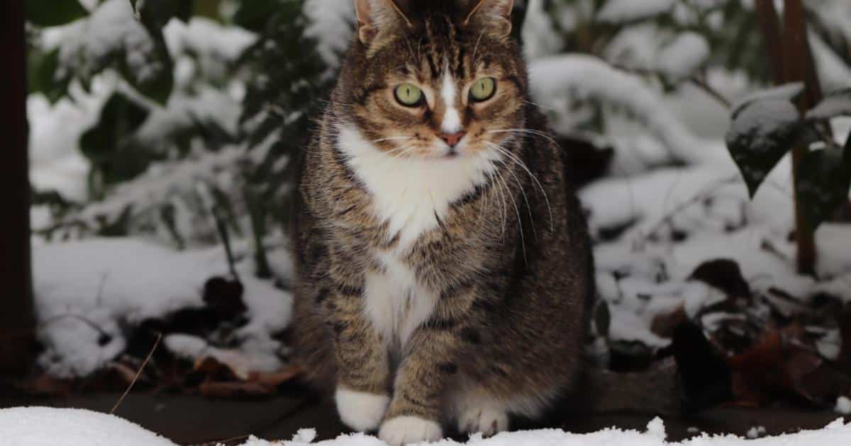 Learn How to Protect Stray Cats in Cold Weather