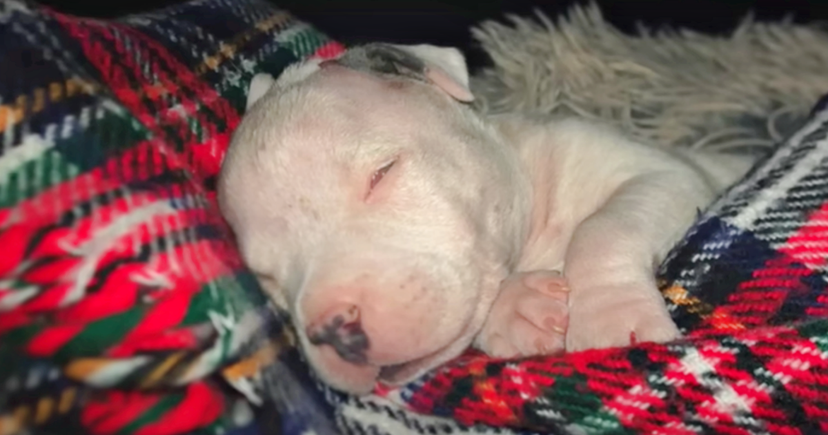 Man Wants Pup Euthanized After His Own Mom Attacked Him