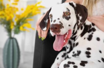 Managing Diabetes In Dogs: Symptoms, Treatments, and Diets