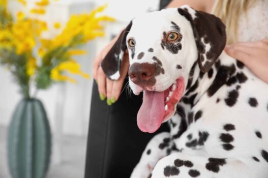 Managing Diabetes In Dogs: Symptoms, Treatments, and Diets