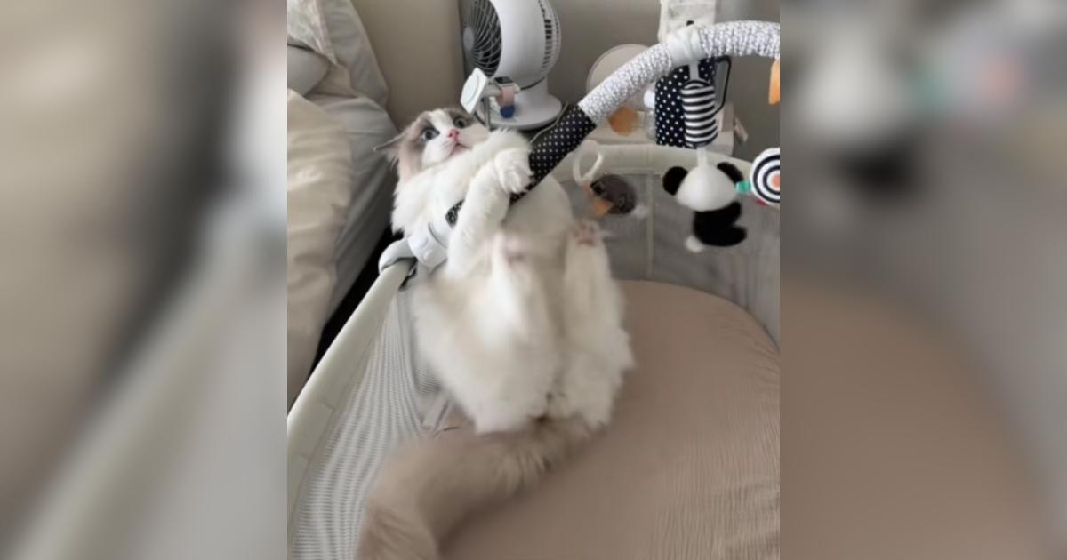 Mom Finds Perry the Cat in the Bassinet Again Because He’s “Just a Baby”