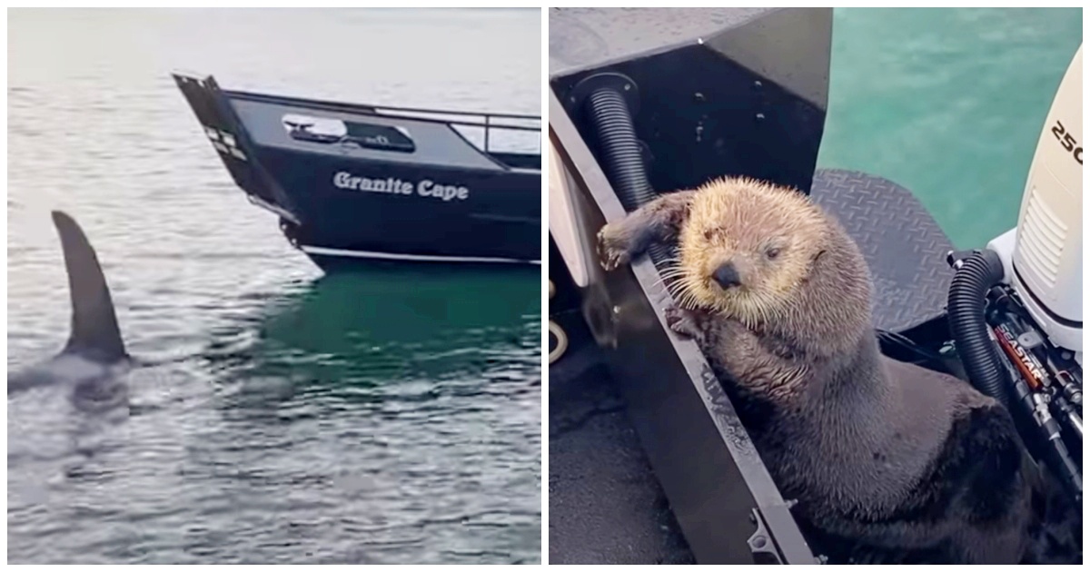Otter Seeks Refuge On Man’s Boat As He Barely Escapes Jaws Of Killer Whale Otter Seeks Refuge On Man’s Boat As He Barely Escapes Jaws Of Killer Whale