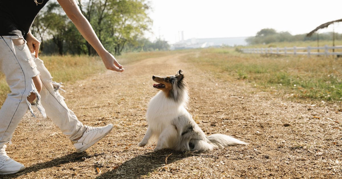 Our Picks For The 10 Best Dog Treats Our Picks For The 10 Best Dog Treats