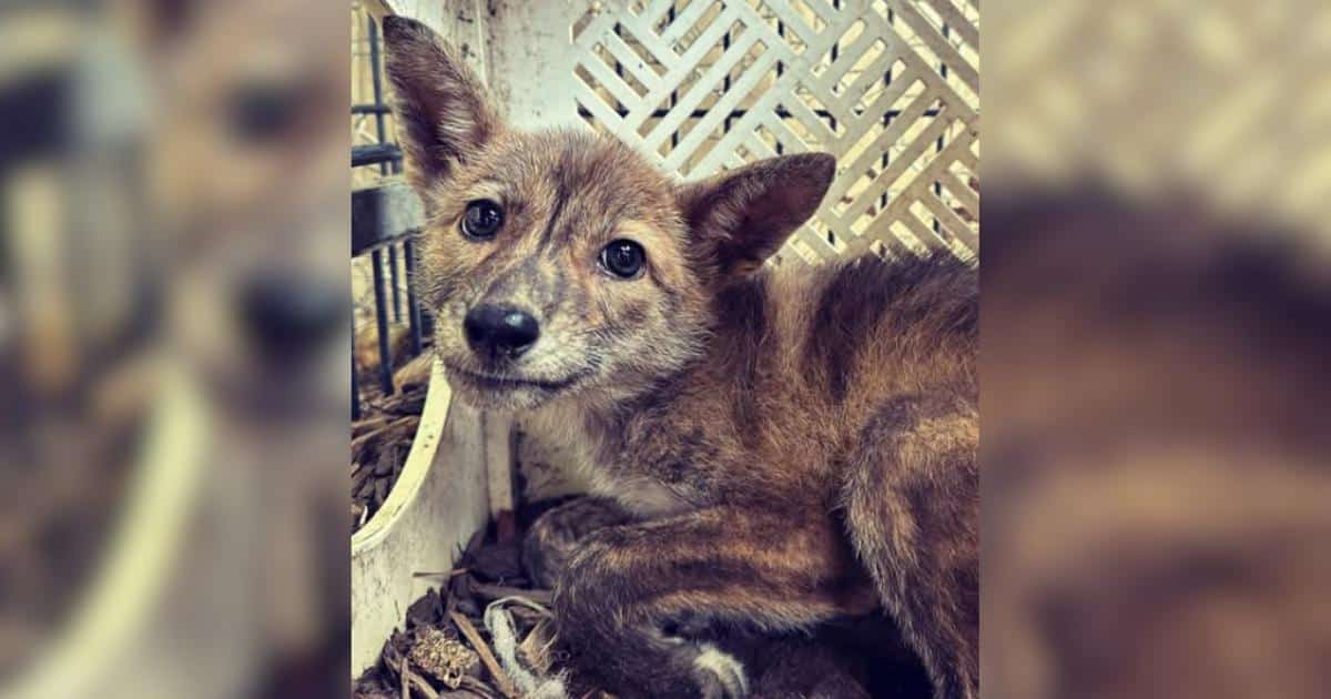 Rescuers Care for Tiny Mystery Animal Mistaken for a Baby Fox