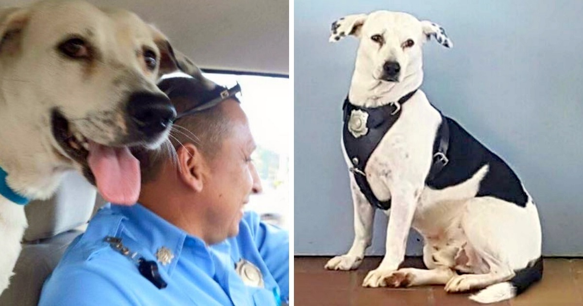 Scared Dog With ‘Horrible’ Scars Walks Into Police Station, Gets Adopted By Cops