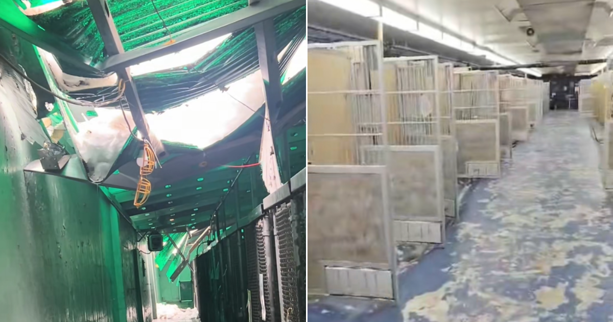 Shelter Roof Collapse Leaves 32 Dogs Urgently Needing Foster Homes