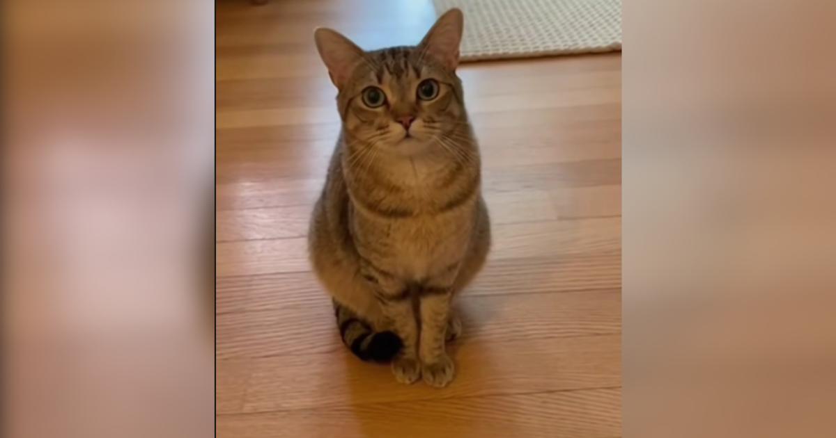Tabby Cat Acts Like a Little Kid and Won’t Stop Begging for Trampoline Time