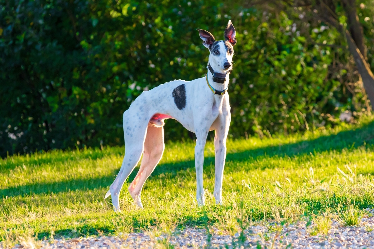 The 13 Best Dog Food Toppers for Greyhounds