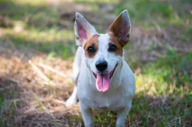 The 13 Best Dog Food Toppers for Jack Russells