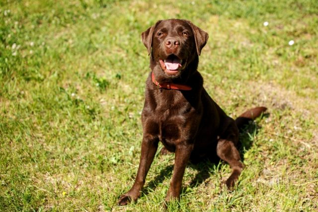 The 13 Best Dog Food Toppers for Labs