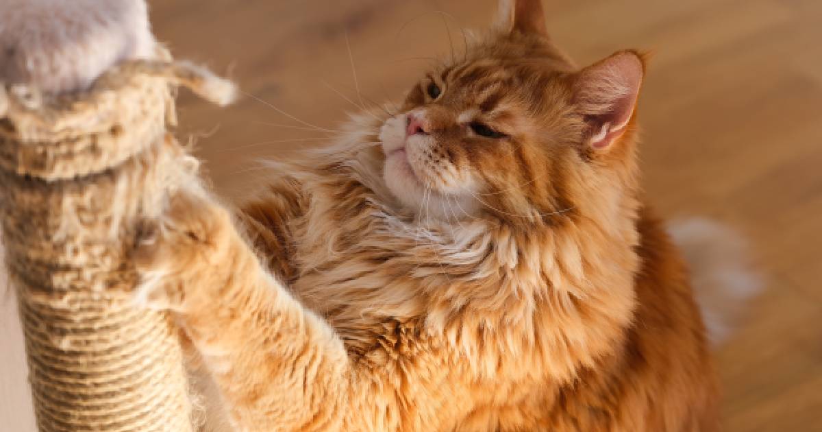 The 16 Best Cat Scratching Posts & Scratchers To Satisfy Natural Instincts