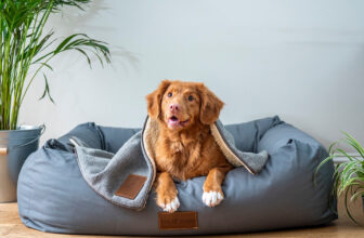 The 9 Best Beds For Senior Dogs