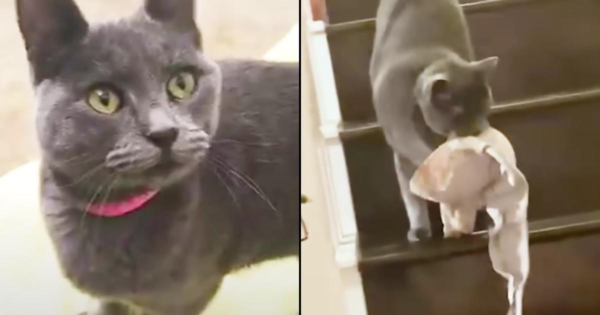 This Cat Thinks Bras Are the Perfect Gift and She Won’t Stop Delivering Them