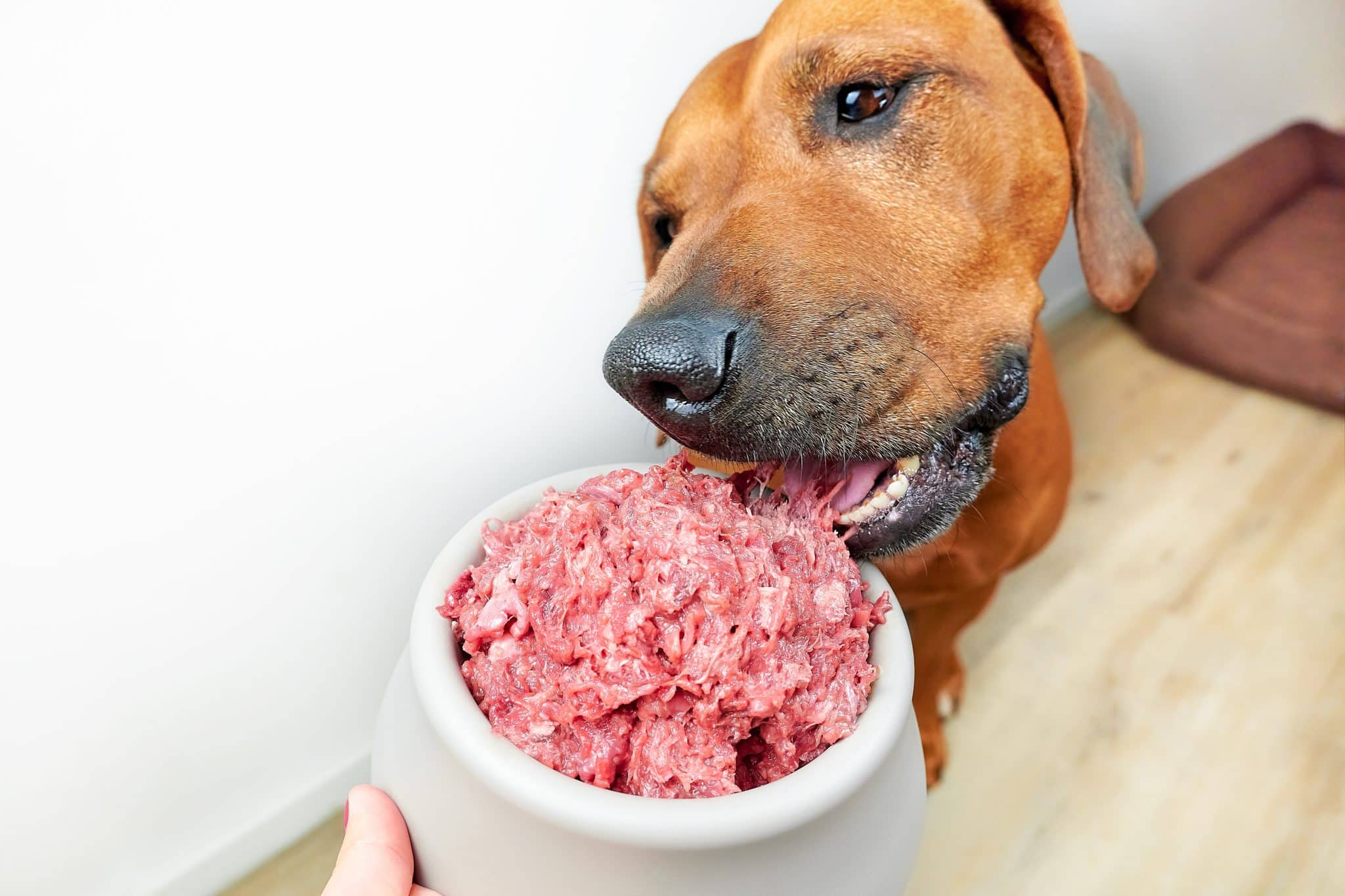 Top 17 Dog Food Brands With No Recalls Top 17 Dog Food Brands With No Recalls