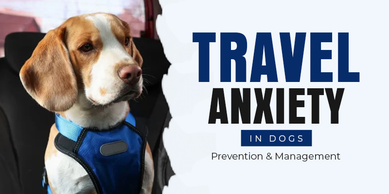 Travel Anxiety in Dogs: Prevention & Management