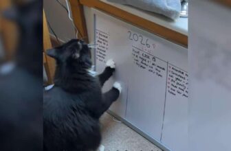 Tuxedo Cat Wasn’t a Fan of His Owner’s New Year’s Resolutions, So He Did Some Editing
