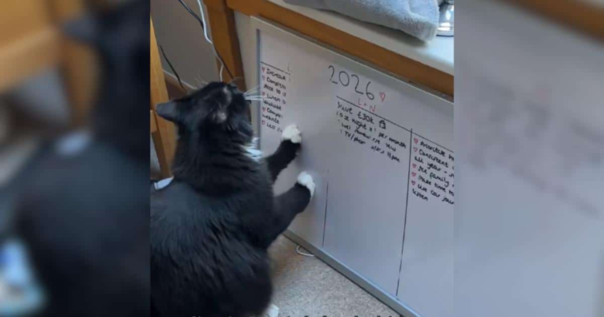 Tuxedo Cat Wasn’t a Fan of His Owner’s New Year’s Resolutions, So He Did Some Editing Tuxedo Cat Wasn’t a Fan of His Owner’s New Year’s Resolutions, So He Did Some Editing