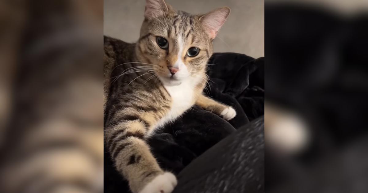 Watch This Tabby Cat Gently Learn How to Pet a Patient Doberman
