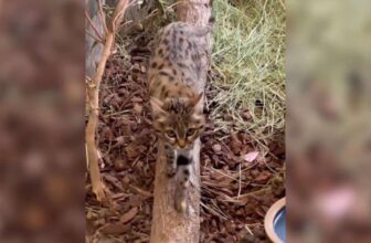 World’s Deadliest Feline Proves Looks Can Be Deceiving As She Settles Into Her New Home