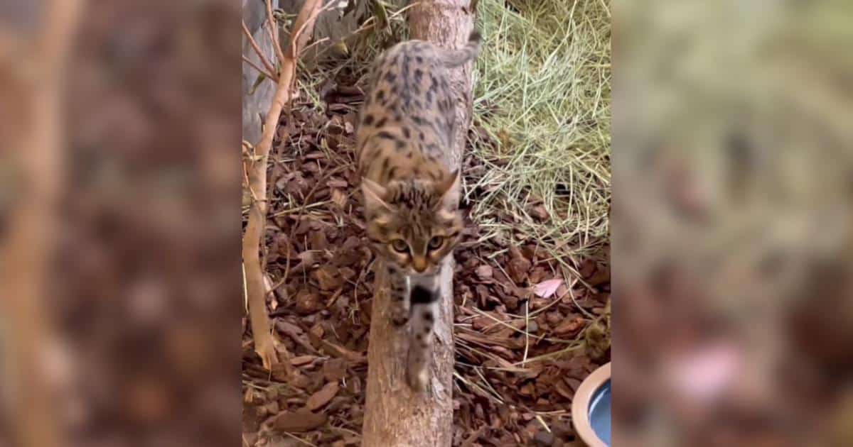 World’s Deadliest Feline Proves Looks Can Be Deceiving As She Settles Into Her New Home