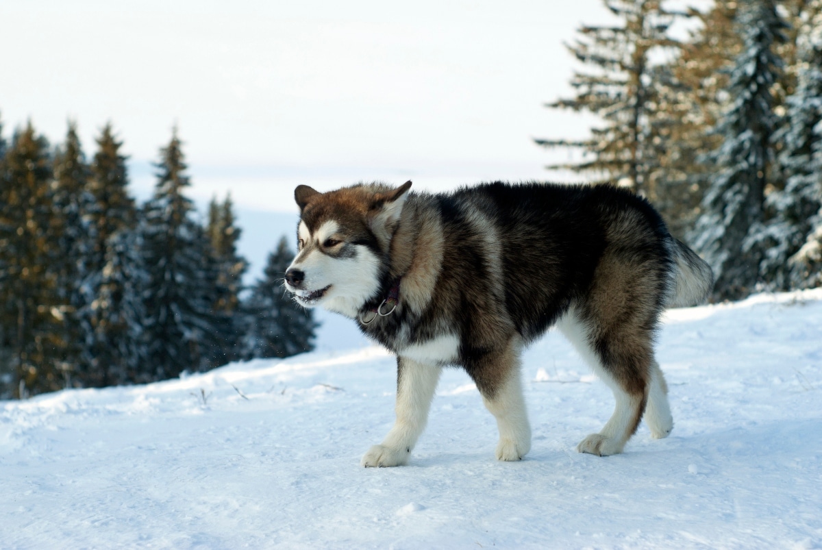 11 Determined Dog Breeds That Don’t Quit Easily