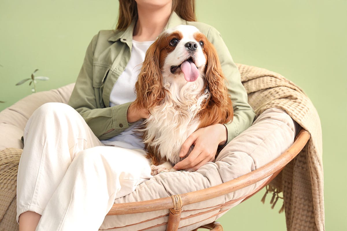 13 Chill Dog Breeds That Won’t Stress You Out