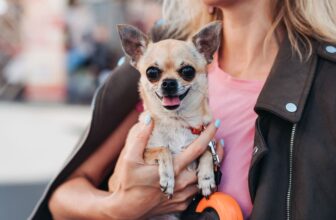 13 Cuddly Dog Breeds That Want To Be Carried Everywhere