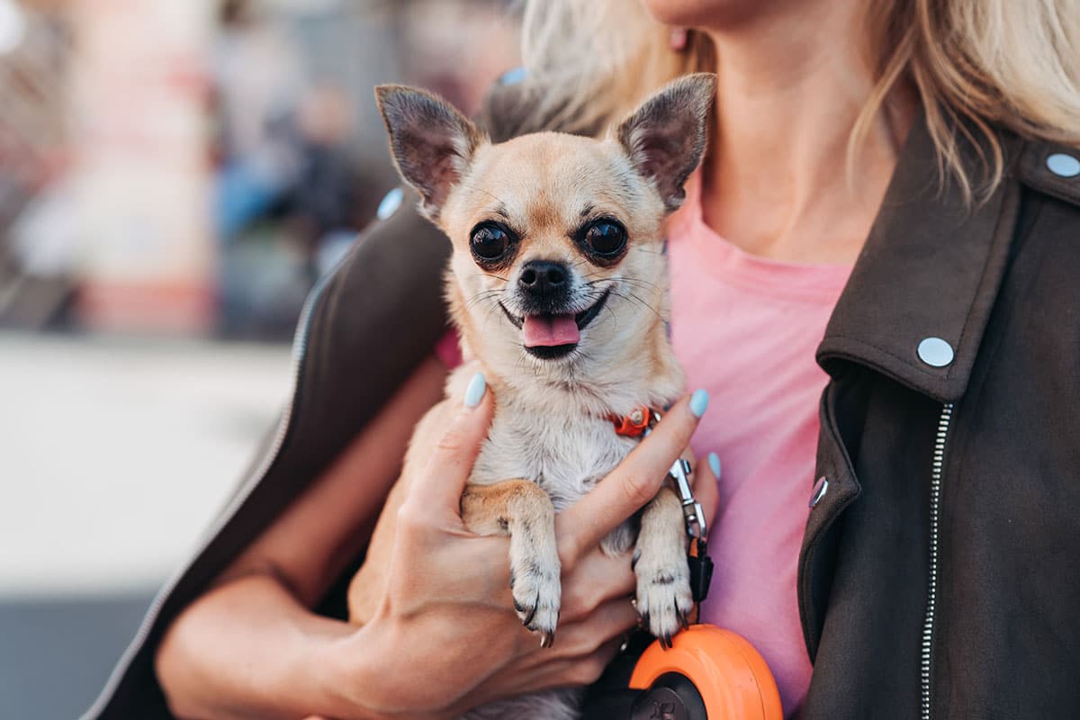 13 Cuddly Dog Breeds That Want To Be Carried Everywhere