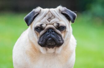 13 Dog Breeds With Famous “Grumpy Face” Resting Looks