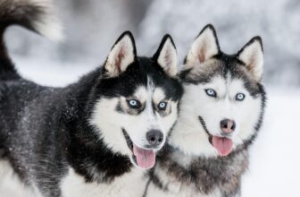 13 Hairy Dog Breeds That Shed More Than You Expect