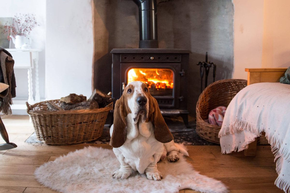 13 Quiet Dog Breeds That Prefer Peaceful Homes
