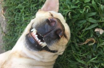 15 Best Dog Dental Finds on Chewy for Cleaner Smiles